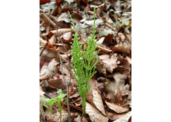 Acker Schachtelhalm (Equisetum arvense L.) - © Emanuel Trummer